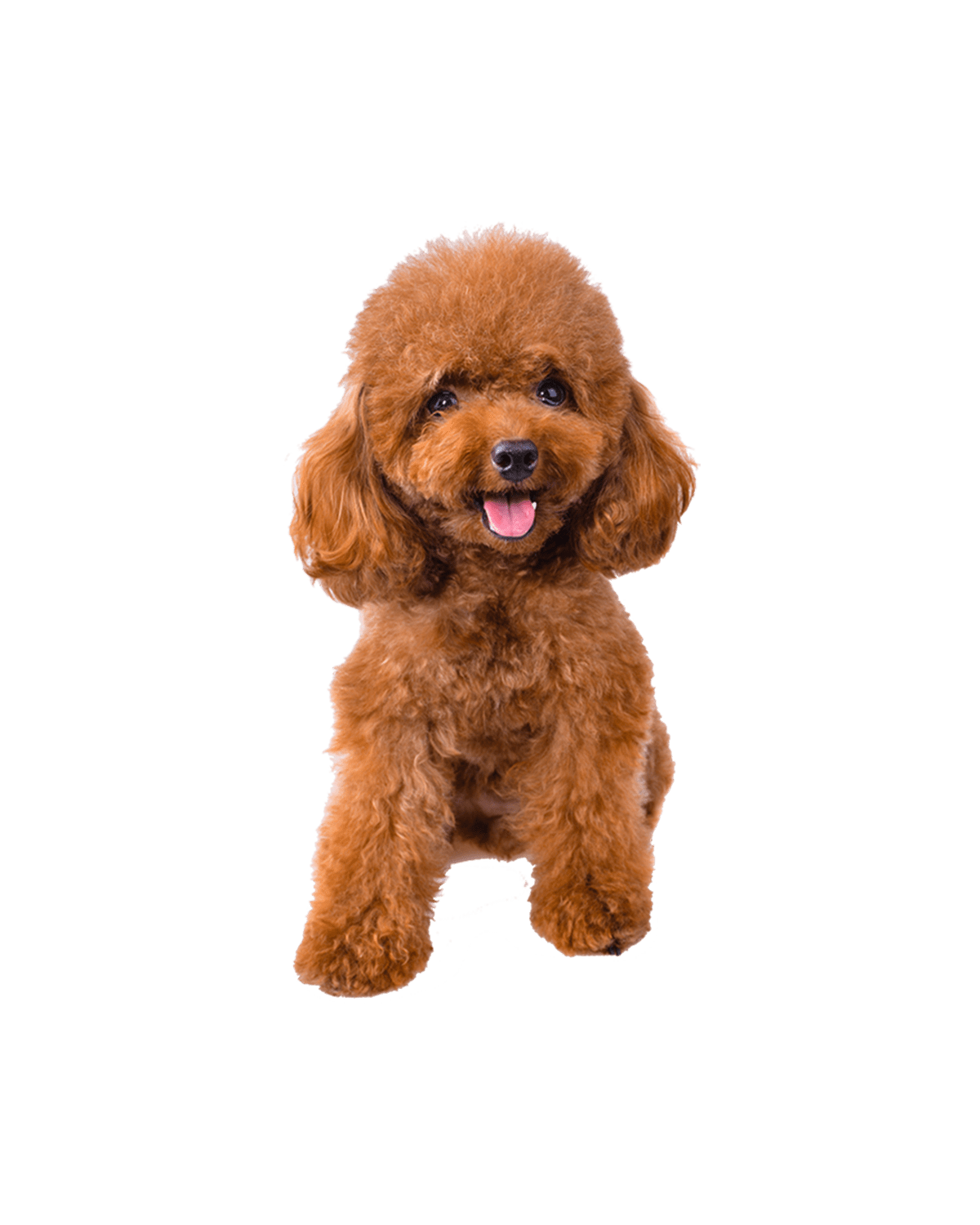 Poodle